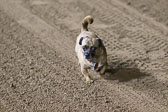 Weiner-Dog-Races-2018-299.jpg