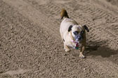 Weiner-Dog-Races-2018-300.jpg