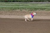 Weiner-Dog-Races-2018-308.jpg