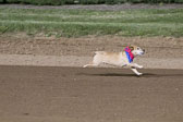 Weiner-Dog-Races-2018-309.jpg