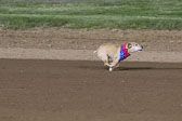 Weiner-Dog-Races-2018-310.jpg