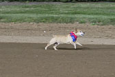 Weiner Dog Races