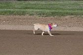 Weiner-Dog-Races-2018-312.jpg