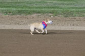 Weiner-Dog-Races-2018-313.jpg