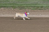 Weiner-Dog-Races-2018-314.jpg