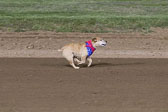 Weiner-Dog-Races-2018-315.jpg