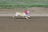 Weiner-Dog-Races-2018-316.jpg