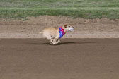 Weiner-Dog-Races-2018-317.jpg