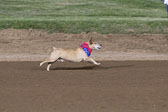 Weiner-Dog-Races-2018-318.jpg