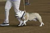 Weiner-Dog-Races-2018-335.jpg