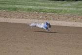 Weiner-Dog-Races-2018-344.jpg