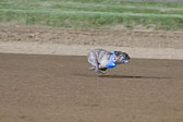 Weiner-Dog-Races-2018-347.jpg