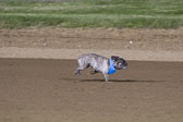 Weiner-Dog-Races-2018-349.jpg