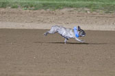 Weiner-Dog-Races-2018-351.jpg