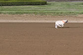 Weiner-Dog-Races-2018-352.jpg