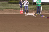 Weiner-Dog-Races-2018-354.jpg