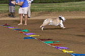 Weiner-Dog-Races-2018-360.jpg