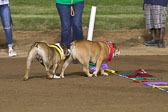 Weiner-Dog-Races-2018-361.jpg