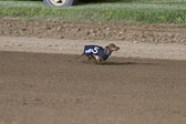 Weiner-Dog-Races-2018-423.jpg