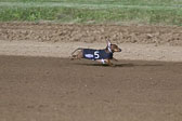 Weiner-Dog-Races-2018-424.jpg