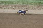 Weiner-Dog-Races-2018-425.jpg