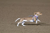 Weiner-Dog-Races-2018-428.jpg