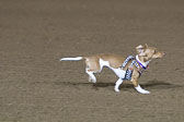 Weiner-Dog-Races-2018-429.jpg