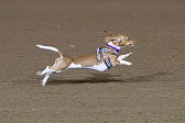 Weiner-Dog-Races-2018-430.jpg