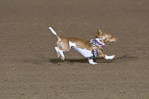 Weiner-Dog-Races-2018-431.jpg