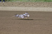 Weiner-Dog-Races-2018-436.jpg