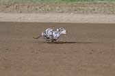 Weiner-Dog-Races-2018-437.jpg