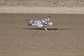 Weiner-Dog-Races-2018-438.jpg