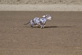 Weiner-Dog-Races-2018-439.jpg