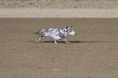 Weiner-Dog-Races-2018-440.jpg