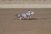 Weiner-Dog-Races-2018-441.jpg