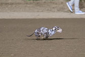 Weiner-Dog-Races-2018-444.jpg