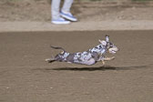 Weiner-Dog-Races-2018-445.jpg