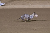 Weiner-Dog-Races-2018-446.jpg