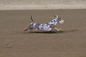 Weiner-Dog-Races-2018-447.jpg