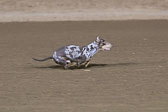 Weiner-Dog-Races-2018-448.jpg