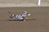 Weiner-Dog-Races-2018-449.jpg