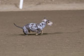 Weiner-Dog-Races-2018-450.jpg