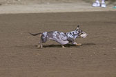 Weiner-Dog-Races-2018-451.jpg