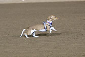 Weiner-Dog-Races-2018-453.jpg