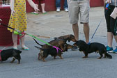 Weiner-Dog-Races-2018-91.jpg